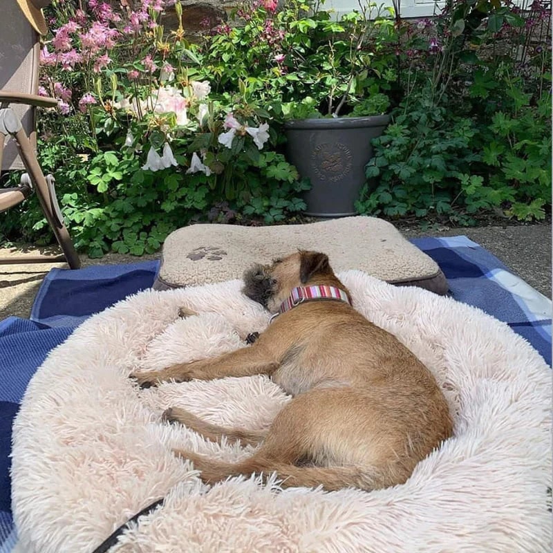 Calming Plush Donut Dog Bed with Raised Rim and Sunken Center Cushion - Image 8
