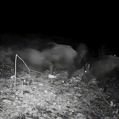 Cell Trail Camera with Night Vision and Sd Card Slot for Wildlife Surveillance - Image 4