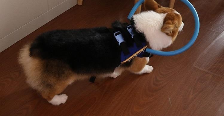 Dog Harness with Protective Bumper Ring and Quick-Release Buckle for Blind - Image 5