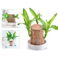 Low Maintenance Indoor Plant with Air Purifying Brazilian Wood and Monk Figurine - Image 1
