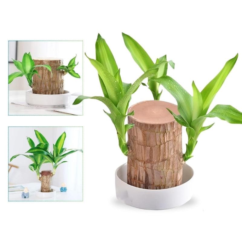 Low Maintenance Indoor Plant with Air Purifying Brazilian Wood and Monk Figurine - Image 1