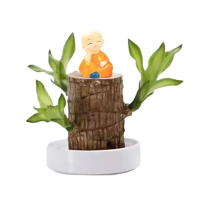 Low Maintenance Indoor Plant with Air Purifying Brazilian Wood and Monk Figurine - Image 2