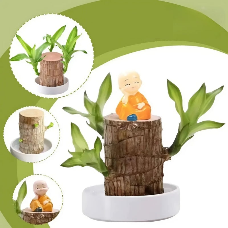Low Maintenance Indoor Plant with Air Purifying Brazilian Wood and Monk Figurine - Image 3