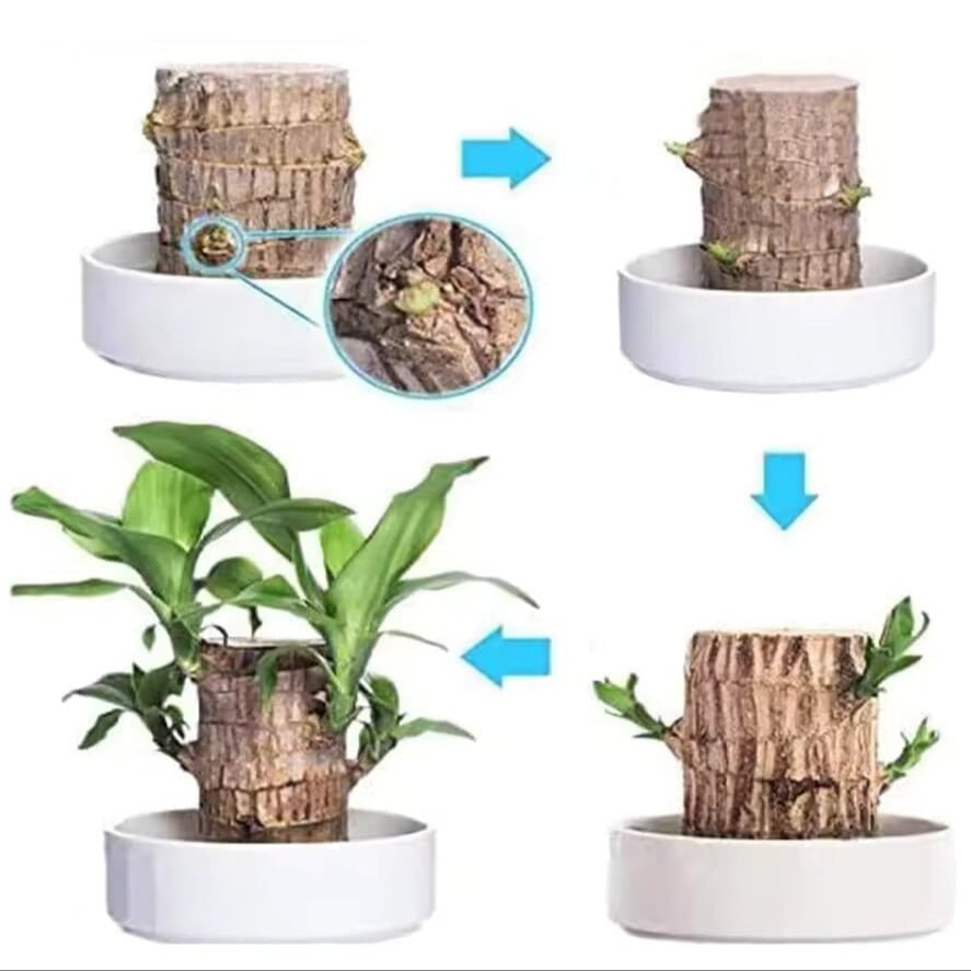 Low Maintenance Indoor Plant with Air Purifying Brazilian Wood and Monk Figurine - Image 4