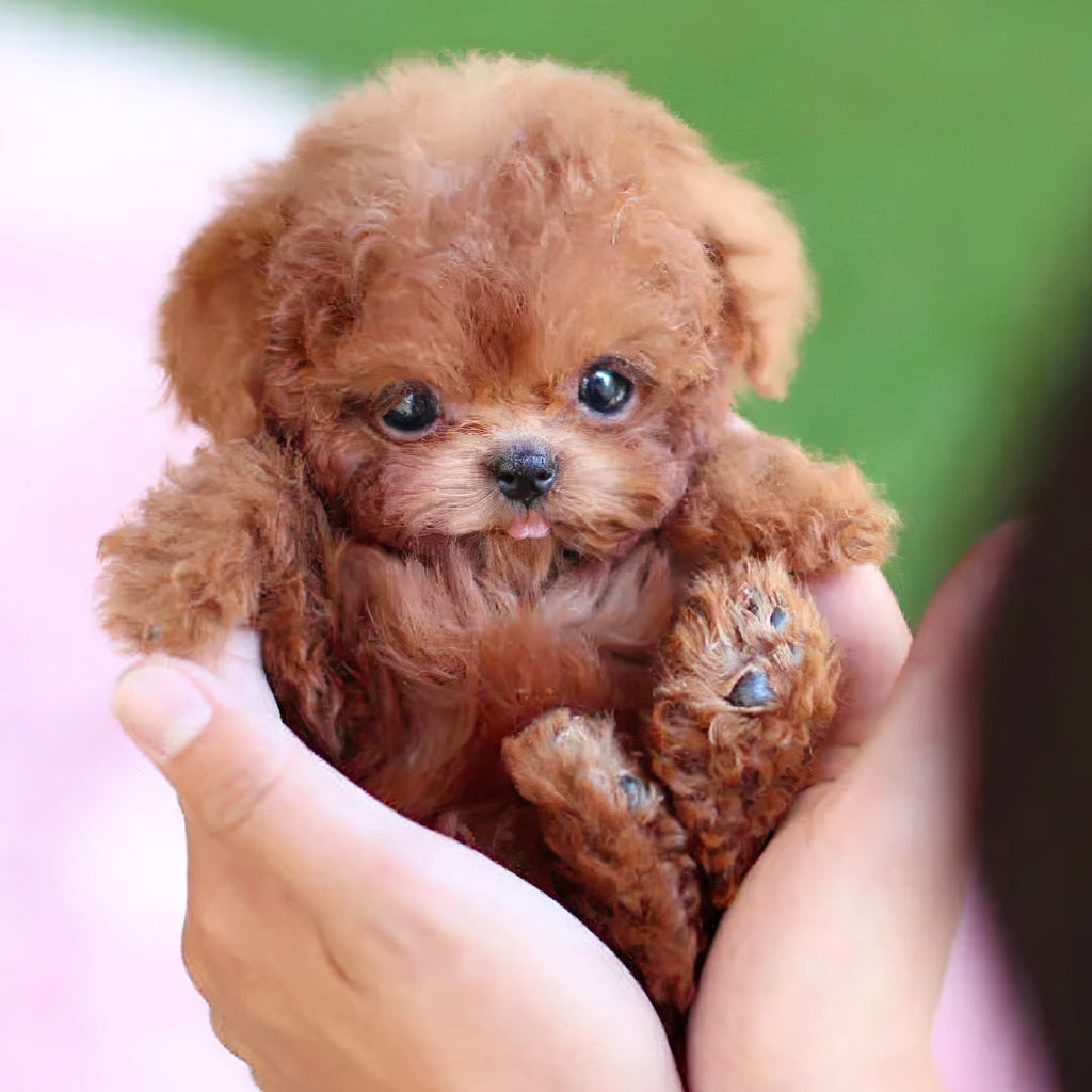 Realistic Plush Dog Toy with Soft Curly Fur and Lifelike Details Pocket-Sized Puppy - Image 1