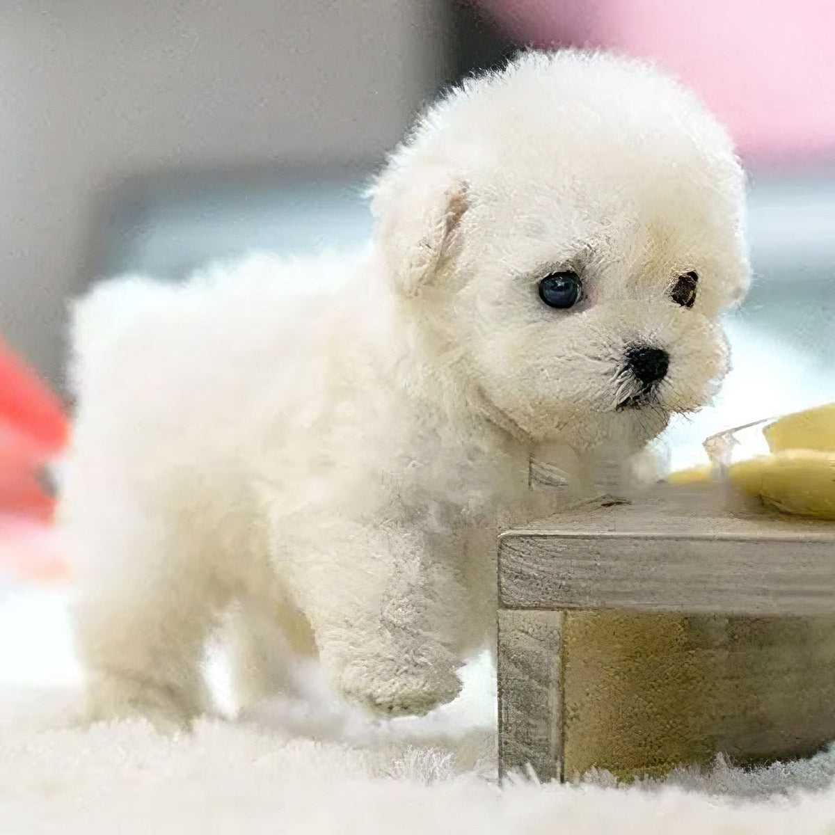 Realistic Plush Dog Toy with Soft Curly Fur and Lifelike Details Pocket-Sized Puppy - Image 2