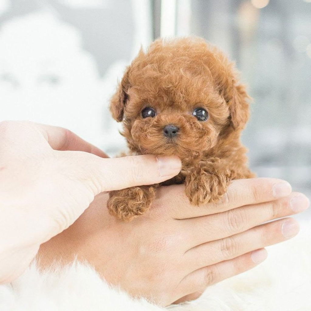 Realistic Plush Dog Toy with Soft Curly Fur and Lifelike Details Pocket-Sized Puppy - Image 6