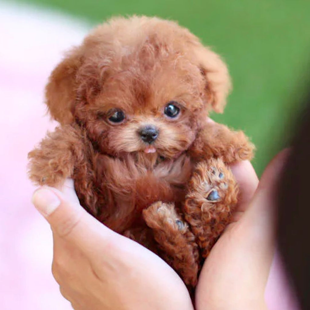 Realistic Puppy Toy with Soft Plush Fur Walking Action and Interactive Features - Image 1