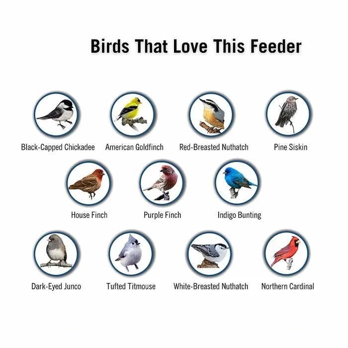 Squirrel Proof Bird Feeder with Weight Activated Spinning Perch and Tube Design - Image 6