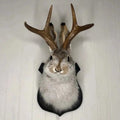 Taxidermy Jackalope Head Wall Mount on Wooden Plaque with Antlers - Image 1