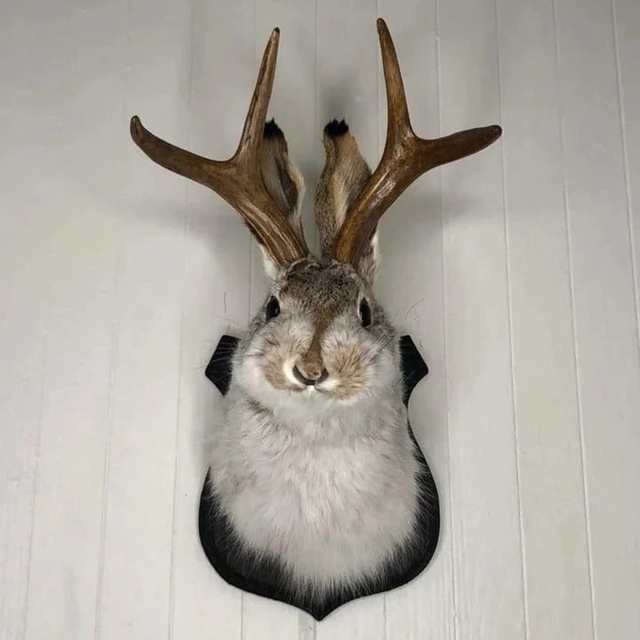 Taxidermy Jackalope Head Wall Mount on Wooden Plaque with Antlers - Image 1