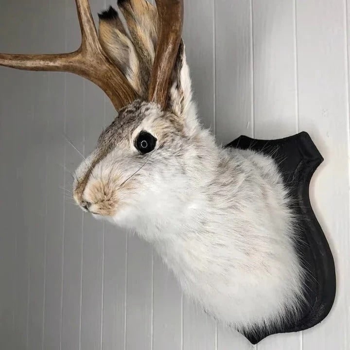 Taxidermy Jackalope Head Wall Mount on Wooden Plaque with Antlers - Image 2