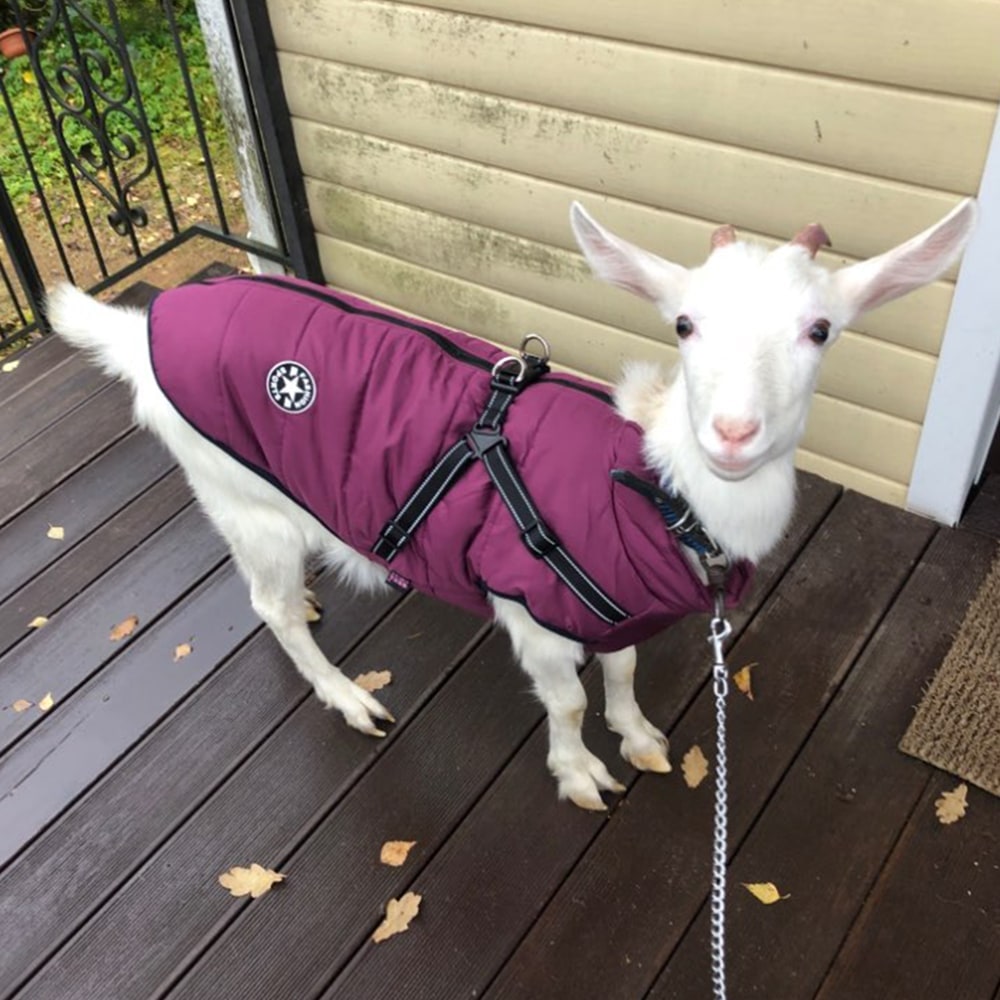 Winter Dog Jacket with Integrated Harness Waterproof Padded Puffer Vest and Reflective Straps - Image 14